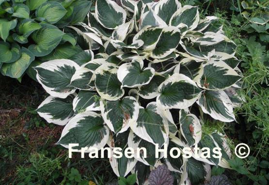 Hosta Minuteman